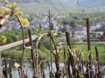 Beste Weinlagen am Pfälzer Wald